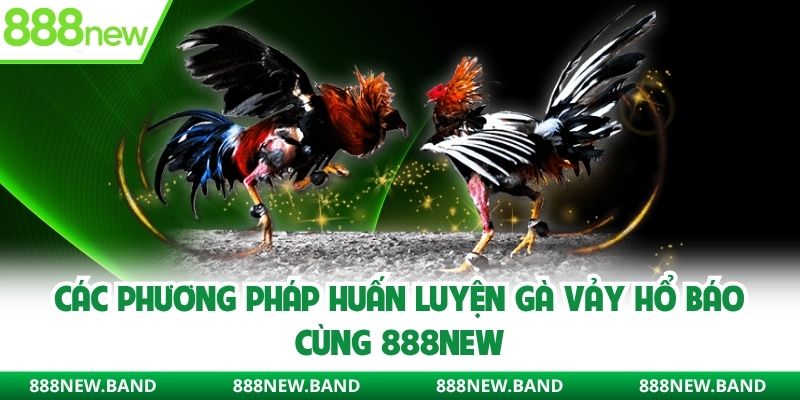 Các phương pháp huấn luyện gà vảy hổ báo cùng 888new
