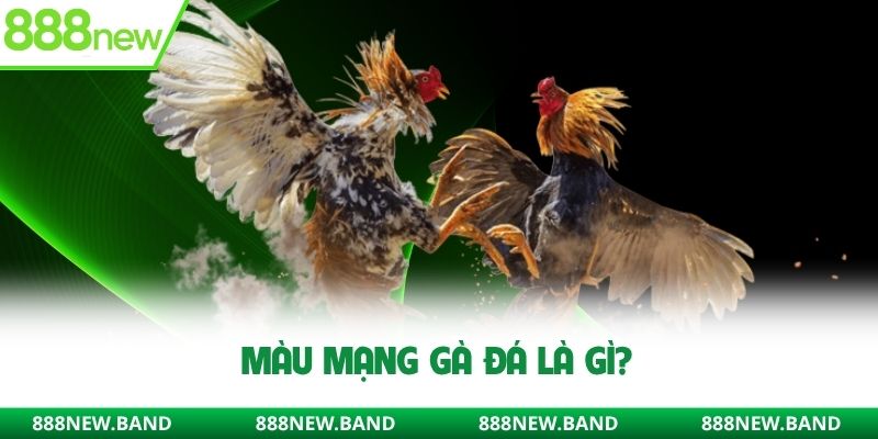 Màu mạng gà đá là gì?